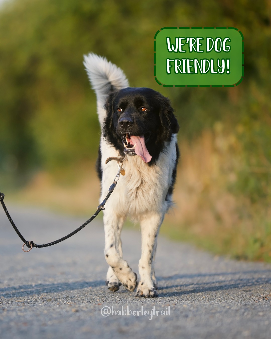 Dogs Welcome at Habberley Trail